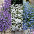 Garden Lobelia